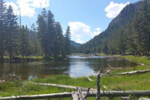 River and pine trees